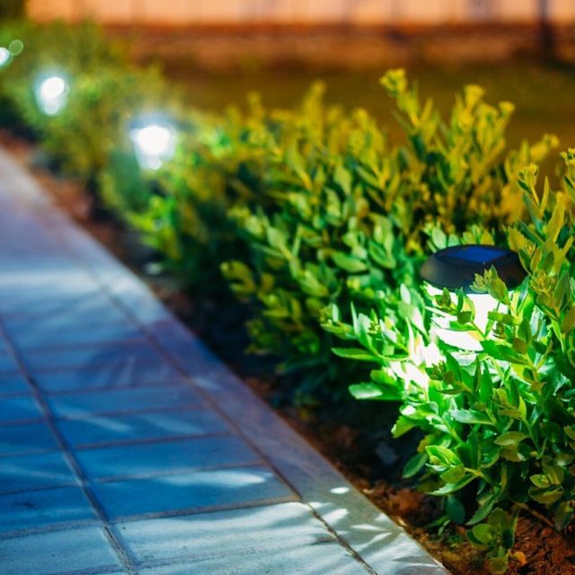 bushes with lights